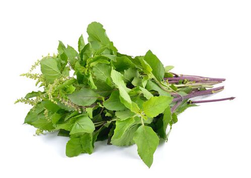 Foglie di basilico nello spruzzo zxcvbnmqwert