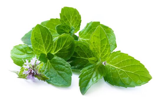 Foglie di menta nello spruzzo zxcvbnmqwert
